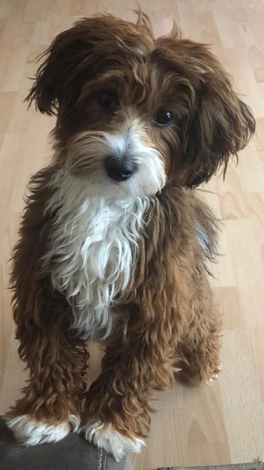 tyson-marketing-experte Tyson, Hund und Businesspartner von Angelina, Freelancerin in Google Ads & Webdesign
